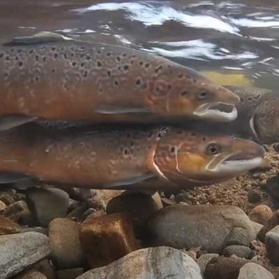 salmon